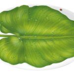 FREEDOM PORTATA OVALE 40 CM TAITU