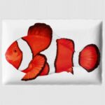 DIETA MEDITERRANEA - FISH -   PIATTO PORTATA RETTANGOLARE 33X22 CM PESCE PAGLIACCIO TAITU'