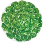 CACTUS - PIATTO PORTATA ROTONDO/SEGNAPOSTO 31 CM TAITU' IN PORCELLANA BONE CHINA