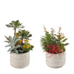 COMPOSIZIONE PIANTE GRASSE GRANDE L'OCANERA